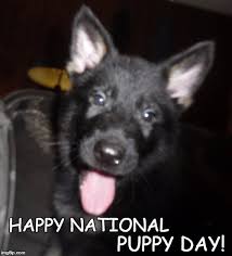 Dontletisis win celebrate national puppy day imgilip.com don't let isis win. Image Tagged In National Puppy Day Puppy Cute Puppy German German Shepherd Puppy Imgflip