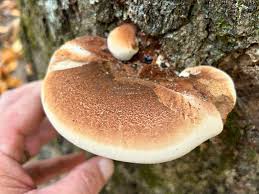 Image result for Ischnoderma resinosum