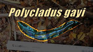 Image result for Asplenium markusbeckeri