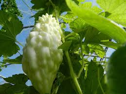 La Margose Un Secret De Longevite Legume Exotique Fruits Et Legumes Cucurbitacee