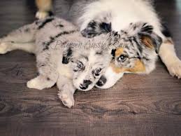 Commonly known as the aussie, the australian shepherd dog is a type of herding dog. Petersen Aussie Ranch Mini Australian Shepherd Puppies