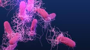Image result for Typhoid Fever