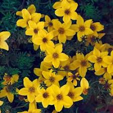 Scegli bakker e acquisti online bulbi da fiore, piante, articoli per il giardinaggio, e ricevi preziosi consigli di giardinaggio. Fiori Da Balcone Pendenti Avro Cura Di Te