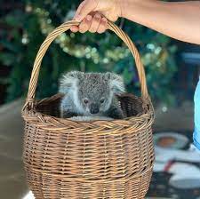 Koala On Instagram Ranger Our Littlest Boy In Care Loves His Basket On Magnetic Island Our Island Has Not Been Affecte Koala Animals Cute Animal Pictures