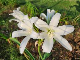 Image result for Crinum walteri