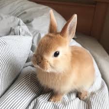 Baby Bunny Isn T It Too Dreamy In 2020 Baby Animals Pictures Cute Funny Animals Cute Little Animals