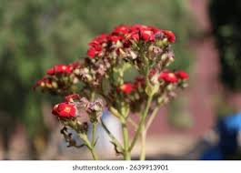 Image result for Kalanchoe crenata