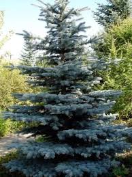 The magnificent colorado blue spruce (picea pungens) is the official state tree of colorado. Colorado Mountain Gardener Colorado Blue Spruce