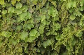 Image result for Didymoglossum