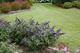 Lo and behold ice chip butterfly bush is an exciting new dwarf variety white butterfly bush is perfect planted in masses or even in containers on your patio. Pugster Blue Butterfly Bush Buddleia X Proven Winners