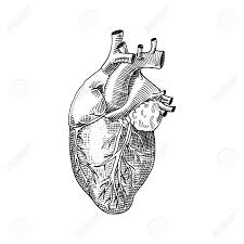 The graphics fairy is a resource for home decorators, graphics designers and crafters. Human Biology Organs Anatomy Illustration Engraved Hand Drawn Royalty Free Cliparts Vectors And Stock Illustration Image 83216319