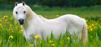 Plantes Toxiques Pour Les Chevaux Symptome Et Traitement Classequine