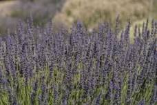 Weed Identification Walk