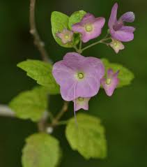 Image result for Karomia tettensis