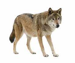 Please find below many ways to say wolf in different languages. French Translation Of Wolf Collins English French Dictionary