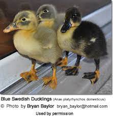 It is a medium sized duck that weighs between 6.5 and 8 pounds; Blue Swedish Ducks Anas Platyrhynchos Domesticus Beauty Of Birds