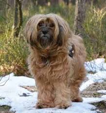 When she returned to england in the 1930s she brought her dogs with her and her lamleh strain was instrumental in establishing the breed both in the uk and in the usa. Tibetan Terrier Information Dog Breed Facts Dogell Com
