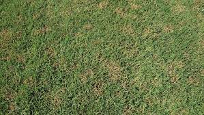Maybe you would like to learn more about one of these? Dollar Spot Nc State Extension