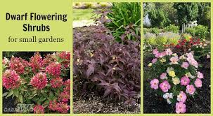 Unlike herbaceous plants , shrubs have persistent woody stems above the ground. Dwarf Flowering Shrubs For Small Gardens And Landscapes