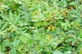 Image result for Neptunia oleracea