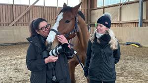 Pferd Calimero steht Modell für weihnachtliche Grußkarten