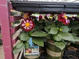 Lowes floral & garden center offers a variety of flowers and bouquets for special occasions, including birthdays, weddings and anniversaries. Lowe S Garden Center 1041 Charlotte Hwy Troutman Nc 28166 Usa