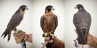 Bird Abatement Pest Bird Control Team Bird Control Falconry Pest Birds
