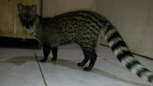 Dunia Binatang Musang Rase Jitot Dibiarkan Beberapa Bulan Jadi Musang Dunia Binatang Dan Hiburan Http Bit Ly 306nca6 Binatang Musang Kucing