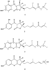 Image result for Discopodium penninervium