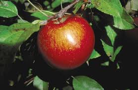Haralson Apple Wyoming Plant Company Apple Tree Fruit Shrub Apple