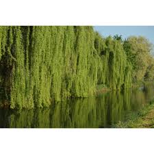 Image result for Salix babylonica
