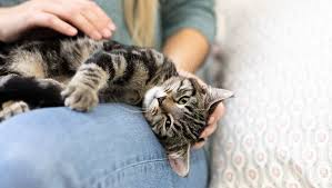 Ich denke zwar nicht, aber ich bin mir absolut nicht sicher und habe auch keine ahnung davon. Rollige Katze Hierauf Kommt S An Purina