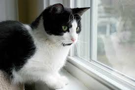 Outdoor cats shed in the spring because they are. Should I Let My Cat Outside Ever Catster
