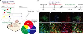 Image result for Placebo Effect
