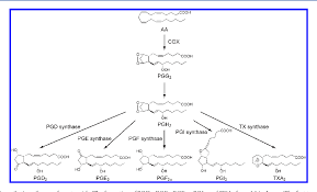 Cyclooxygenases (coxs)/prostaglandin e2 (pge2) signaling pathways are known to modulate a coxs/pge2 signaling pathways have also been demonstrated to have proviral or antiviral effects. Prostanoid Receptors Semantic Scholar
