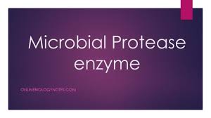 Some preparations involving protease have undergone successful clinical trials and have regulatory authorization. Microbial Proteases Industrial Application And Production Process Online Biology Notes