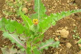 Image result for Sonchus luxurians