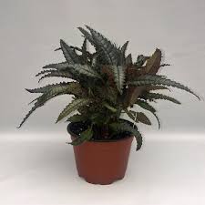 Image result for Pilea johnstonii