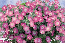 Have a look at our full inventory for different. Petunia Opera Supreme Pink Morn F1 All America Selections