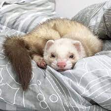 470 Ferrets Ideas Cute Ferrets Pet Ferret Ferret
