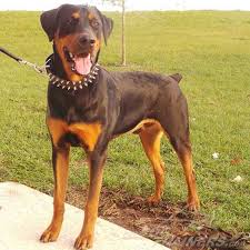 Young Rottweiler Wearing The Spiked Dog Collar Dog Photo Contest Dogs Dog Photos