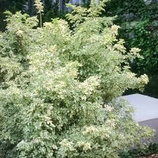 Image result for Acanthopale confertiflora