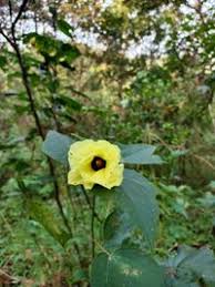 Image result for Azanza lampas