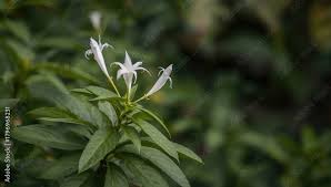 Image result for Rhinacanthus zambesiacus