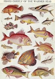 8a4cbc5f39a189bbd9d56aa1ae5d55a5 Jpg 1007 1441 Fish Illustration Fish Chart Fish Art