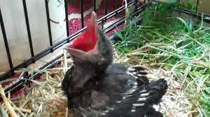 Feeding A Baby Crow Youtube