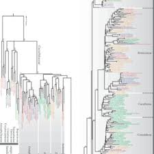 Image result for Raphidiocystis phyllocalyx