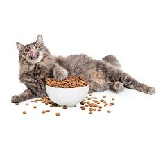 Keju adalah salah satu produk olahan susu yang sangat populer di kalangan manusia. Jangan Sembarangan Ini Cara Memilih Makanan Kucing Dan Makanan Anjing Yang Tepat