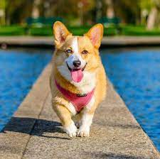 Corgis are intelligent, gentle, and incredibly cute. Corgi Puppies For Sale Adoptapet Com