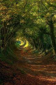 Not The Exact Picture But We Have An Old Road On Our Farm That Looks Exactly Like This Amazing Nature Photography Nature Pictures Nature Photography